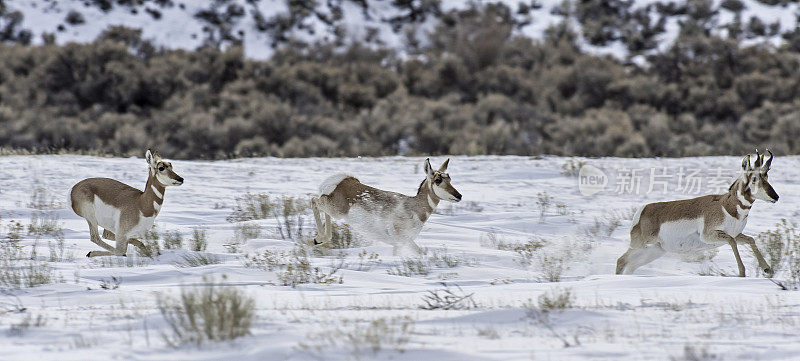 羚羊，Antilocarpra americana，黄石国家公园的冬天，WY。一群雄性和雌性。